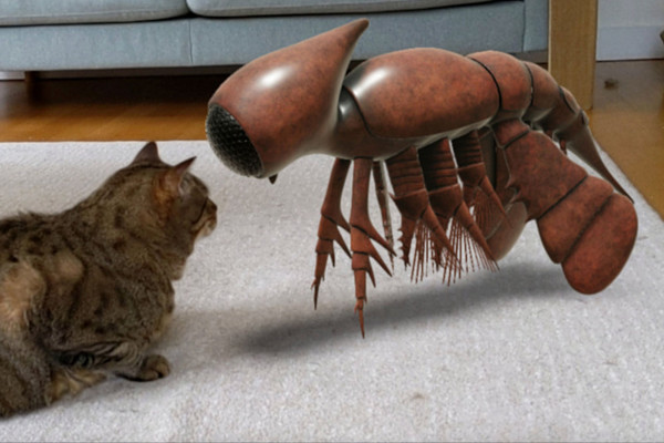 Cambropachycope